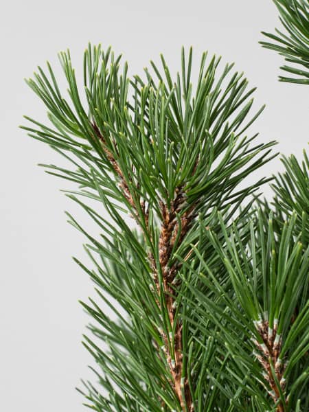 Pinus mugo (Pino enano)