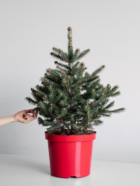 Árbol de Navidad Natural Blue Diamond