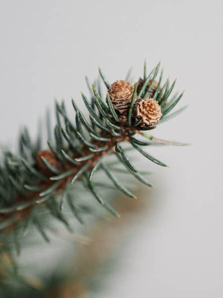 Árbol de Navidad Natural Blue Diamond