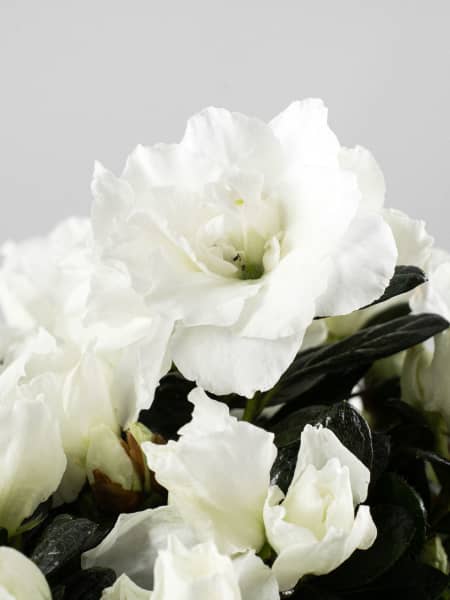 Azalea Hortinno Noralinde®