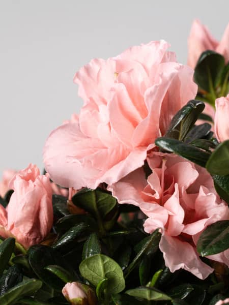 Azalea Hortinno Christine® Matton