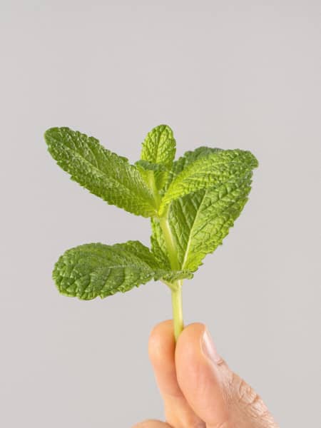 Hierbabuena (mentha spicata) - Planta aromática