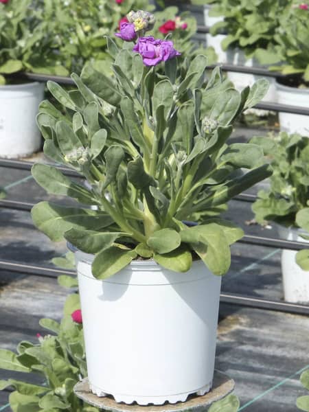 Matthiola Incana de flor doble (Alhelí)