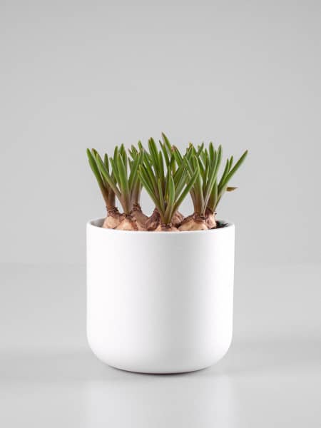 Muscari aucheri 'White Magic'