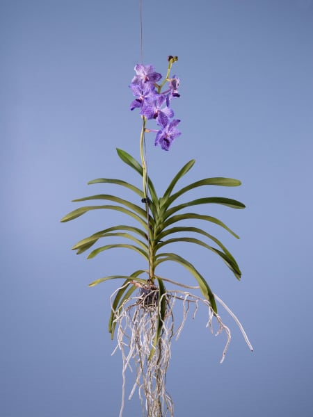 Orquídea Vanda