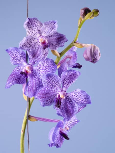 Orquídea Vanda