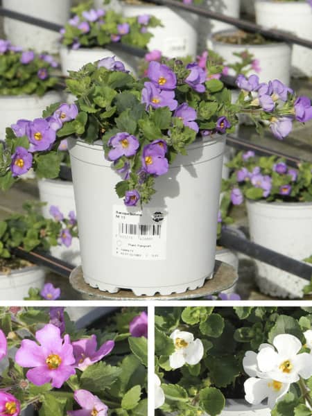 Bacopa (Sutera cordata)