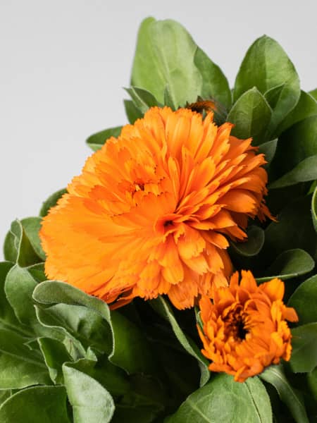 Calendula officinalis