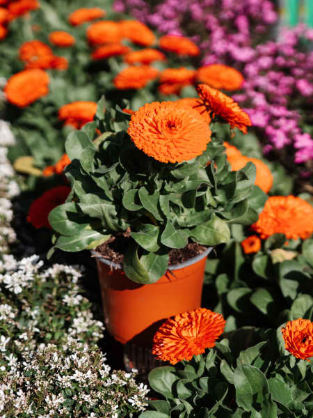 Calendula officinalis