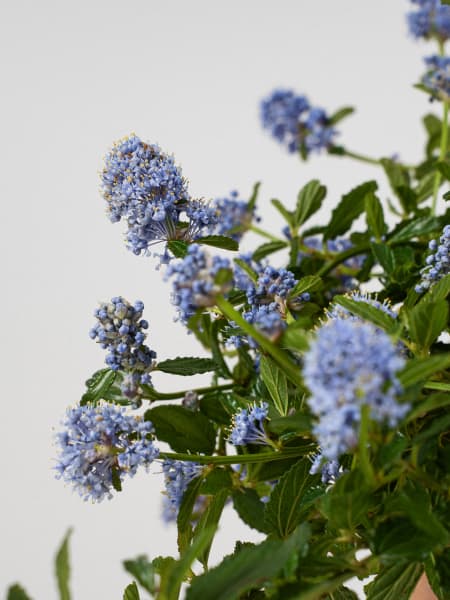 Ceanothus thyrsiflorus var. repens