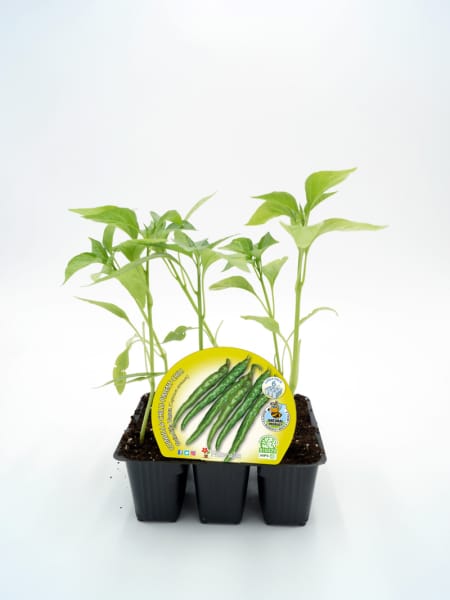 Gguindilla vasca - Pack de 6 plantas de huerto