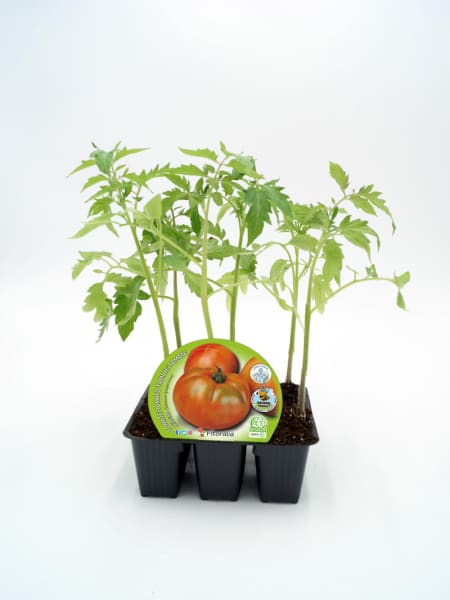 Tomate Ensalada Híbrido - Pack de 6 plantas de huerto