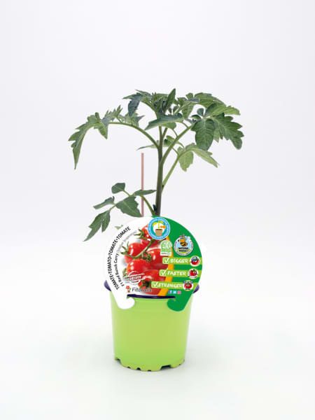 Tomate Cherry rojo - Planta de huerto