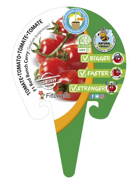 Tomate Cherry rojo - Planta de huerto
