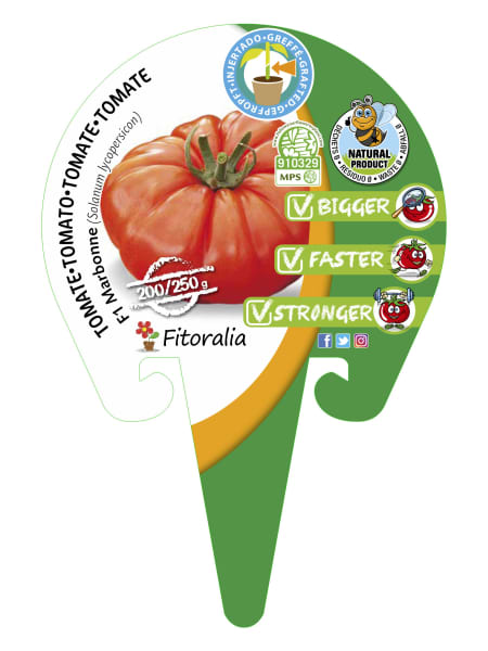 Tomate injertado Marbonne - Planta de huerto
