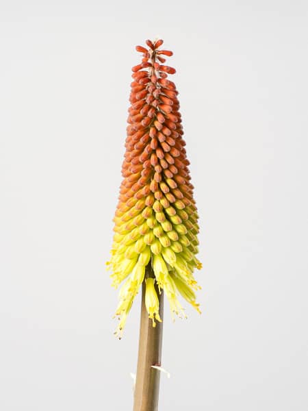 Kniphofia uvaria