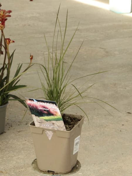 Gramínea Muhlenbergia capillaris