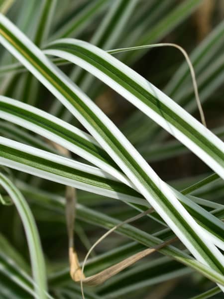 Gramínea Carex oshimensis 'Everest'