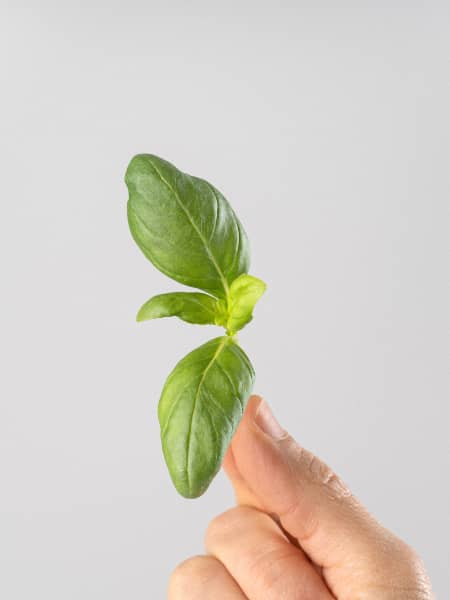 Albahaca hoja grande - Planta aromática