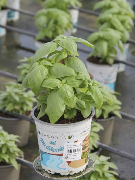 Albahaca hoja grande - Planta aromática