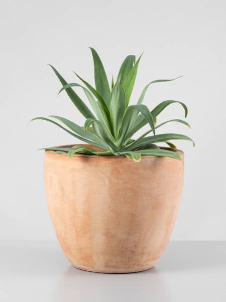 Agave attenuata
