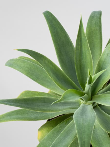 Agave attenuata