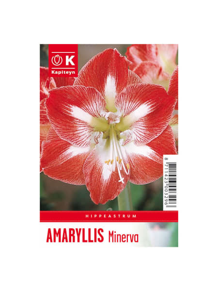 Bulbos de Amaryllis 'Minerva'