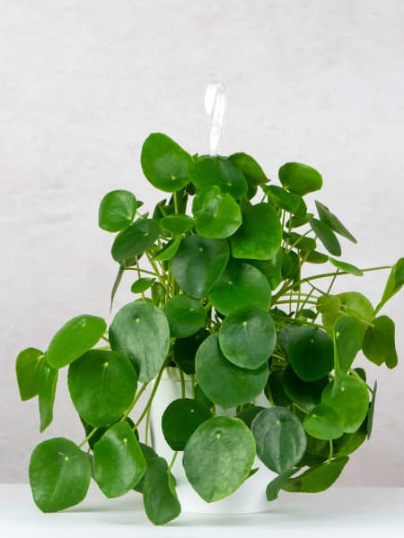 Pilea peperomioides