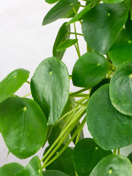Pilea peperomioides
