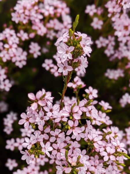 Diosma hirsuta 'Sunset Gold'