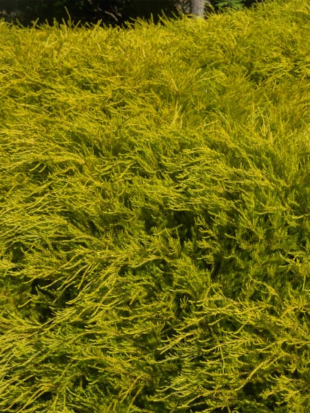 Diosma hirsuta 'Sunset Gold'