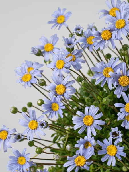 Felicia ameloiedes (Agathea)