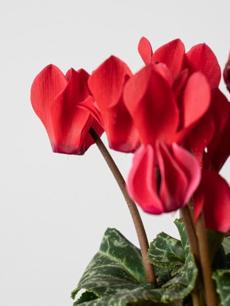 Cyclamen 'Super Serie XL' rojo