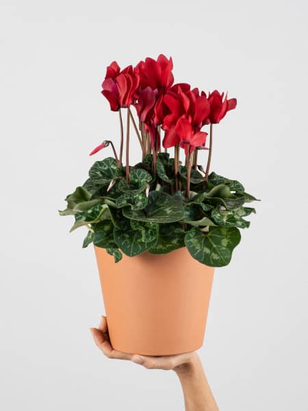 Cyclamen 'Super Serie XL' rojo