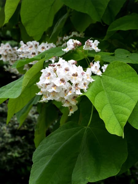 Catalpa bungei 'Nana'