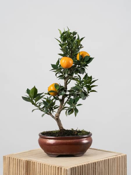 Bonsai Naranjo moruno (Citrus myrtifolia)