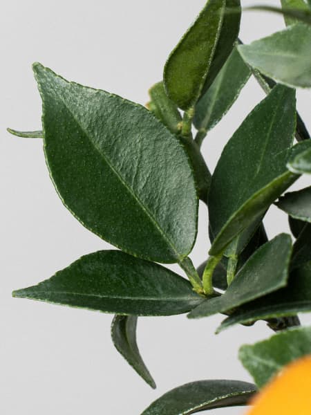 Bonsai Naranjo moruno (Citrus myrtifolia)