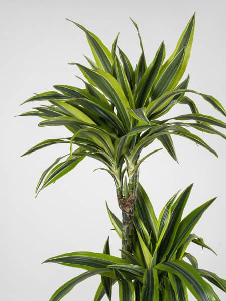 Dracaena fragrans 'Lemon Lime'