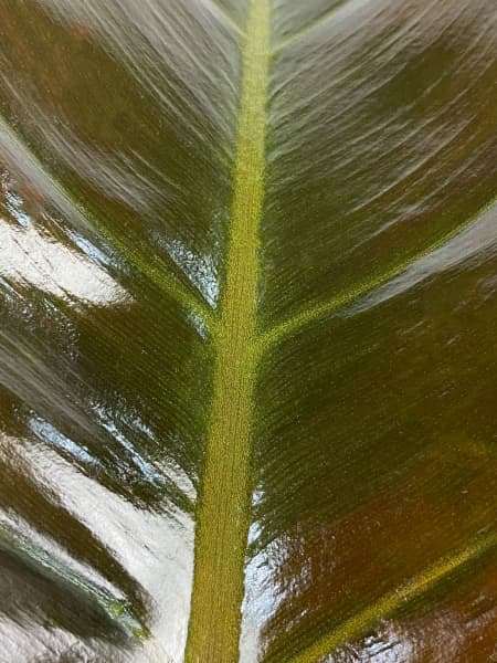 Philodendron erubescens 'Imperial Red'
