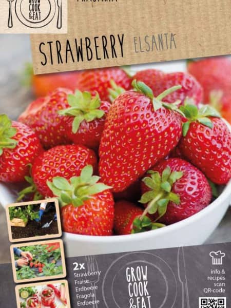 Bulbos fresas elsanta  2uds