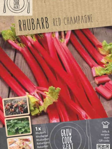 Bulbos ruibarbo champagne 2uds