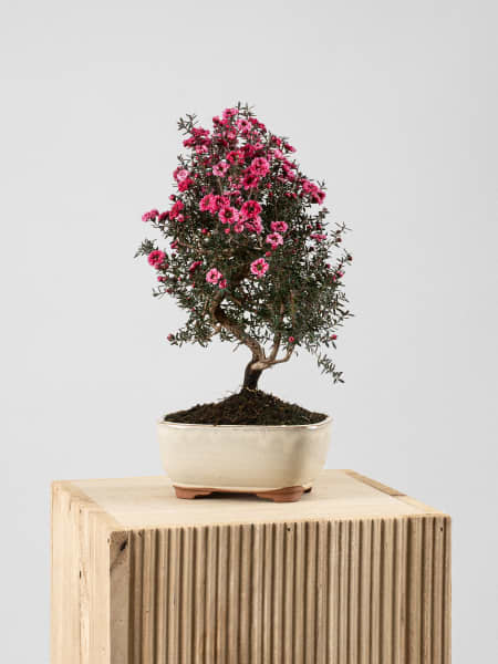 Bonsai Leptospermum (Manuka)