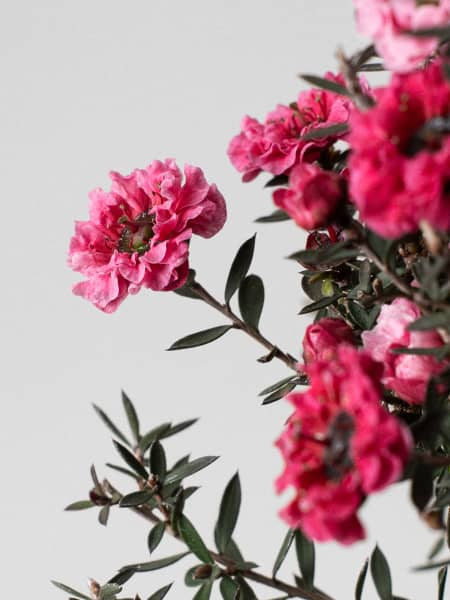 Bonsai Leptospermum (Manuka)