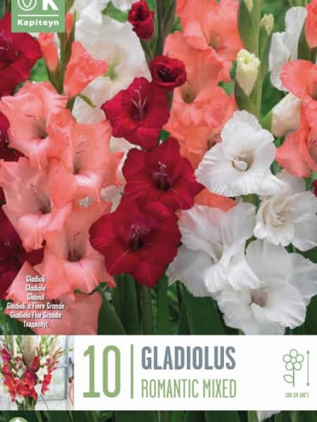 Bulbos de Gladiolus 'Romantic'
