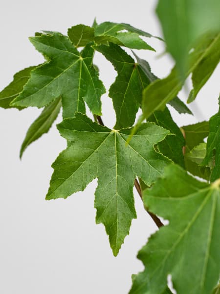 Árbol del ambar (liquidambar styraciflua)