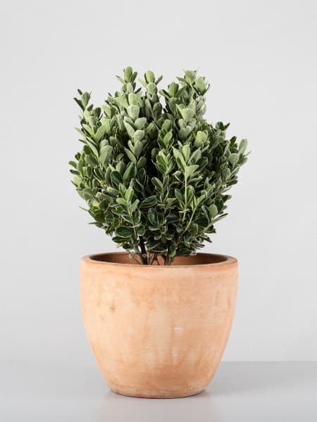 Evónimo compacto variegado - Euonymus japonicus 'Compactus Variegatus'