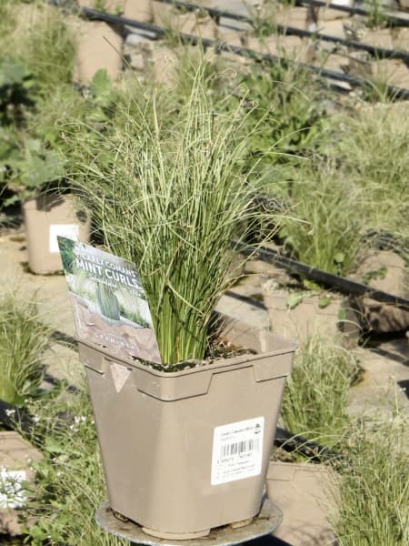Gramínea Carex comans 'Mint Curls'