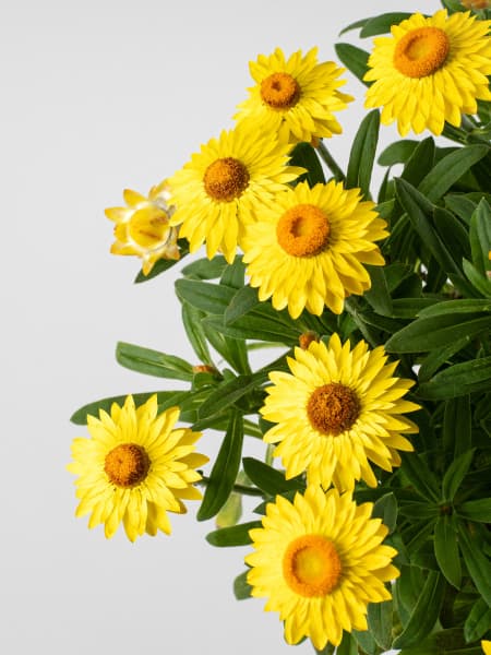 Xerochrysum bracteatum (Flor de papel)