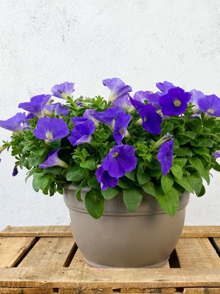 Petunia 'Surfinia' multicolor