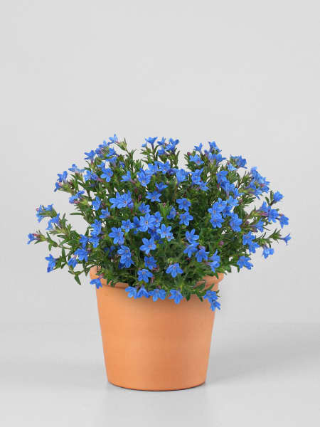Lithodora diffusa